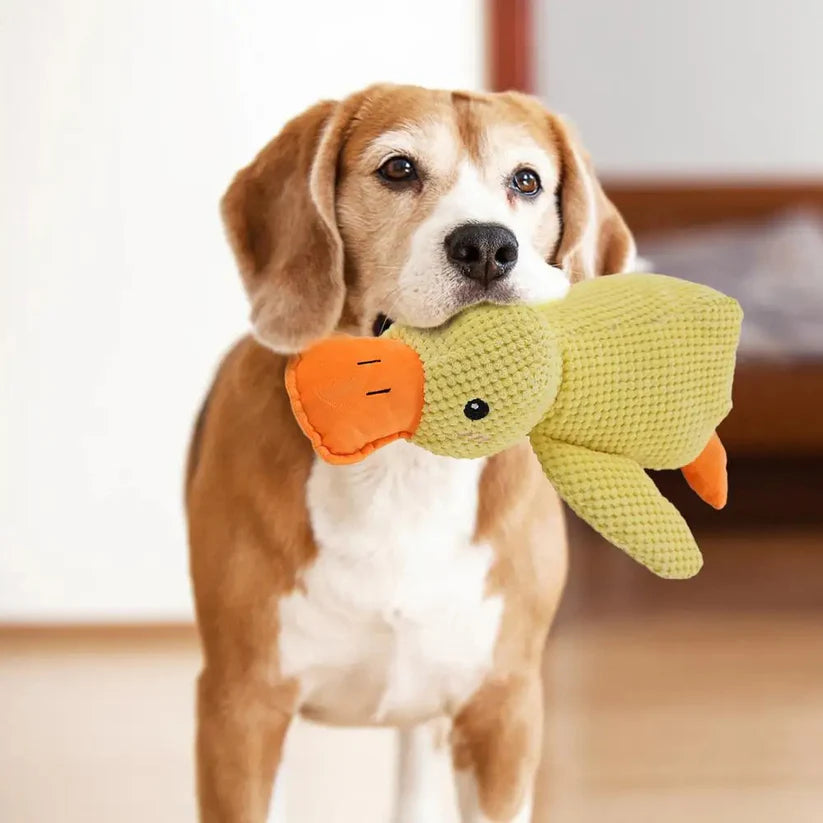 Canard Apaisant pour Chiens