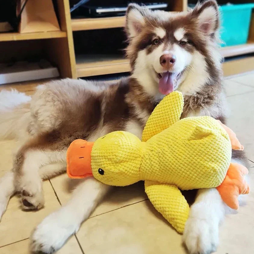 Calming Duck for Dogs