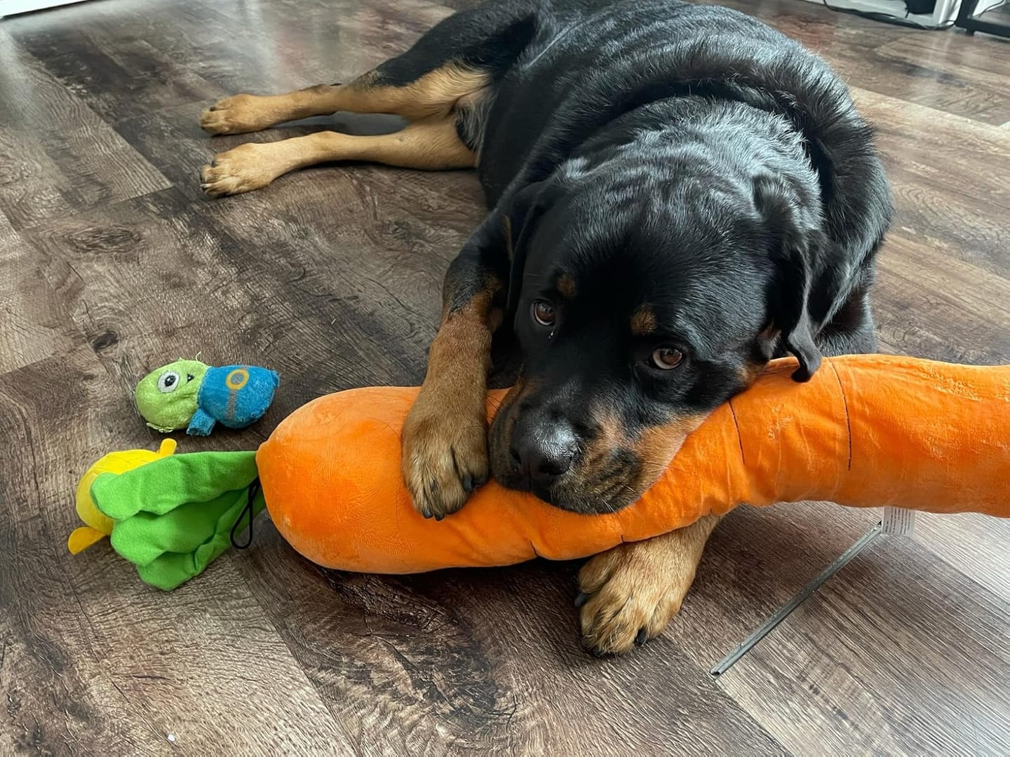 Soothing Carrot for Dogs