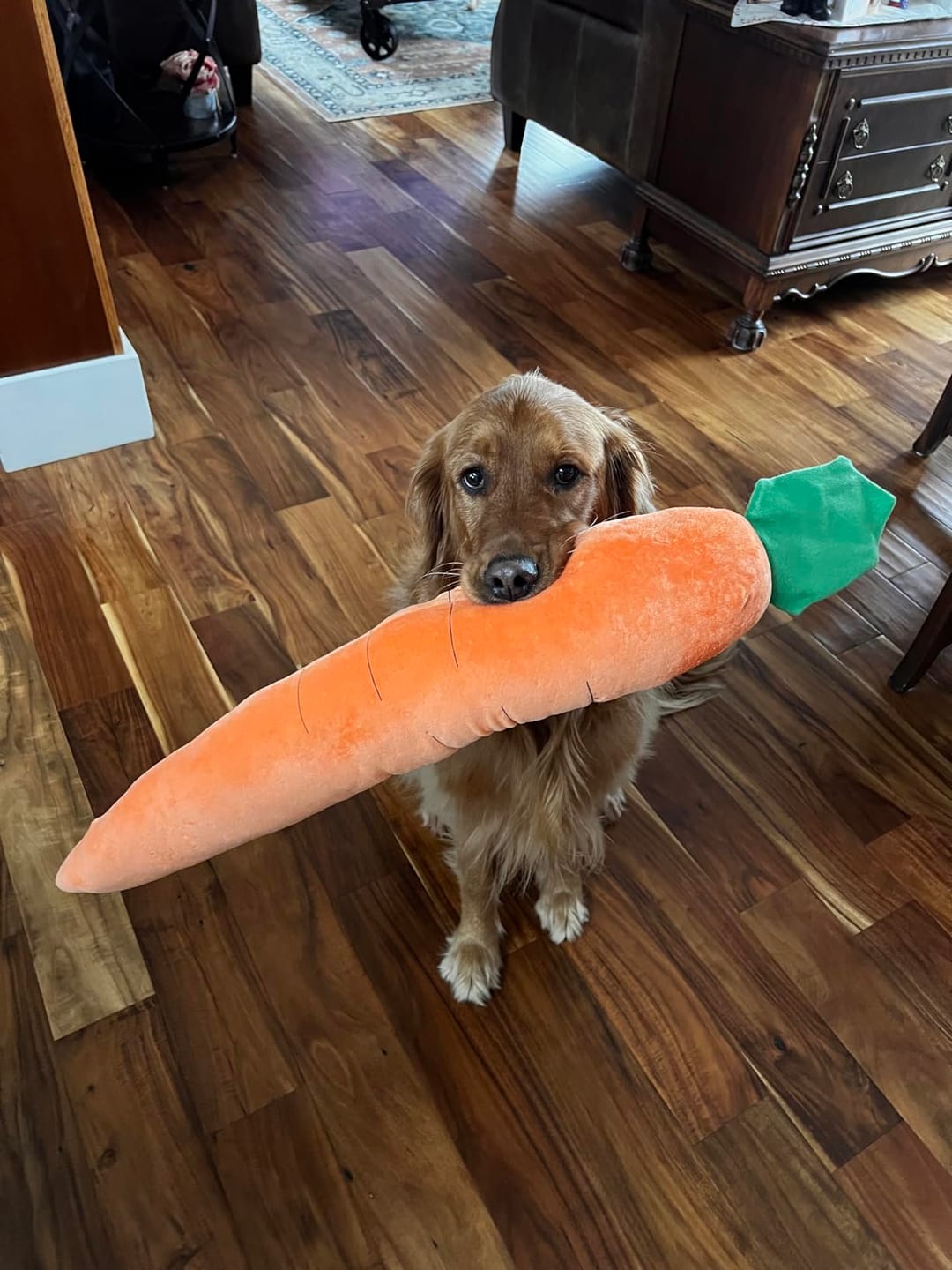 Soothing Carrot for Dogs